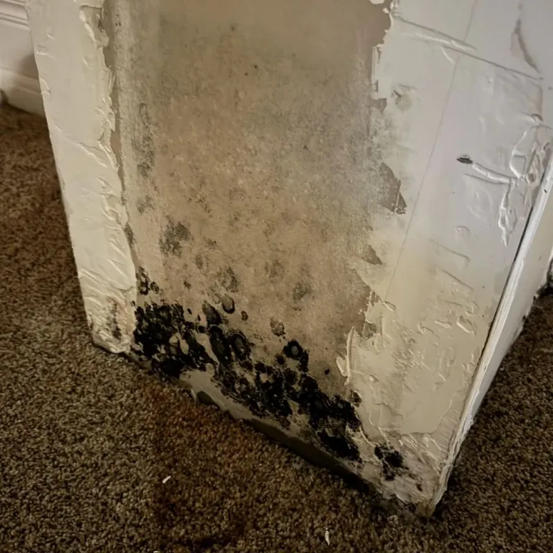 Professional Mold Removal in East Bernard, TX